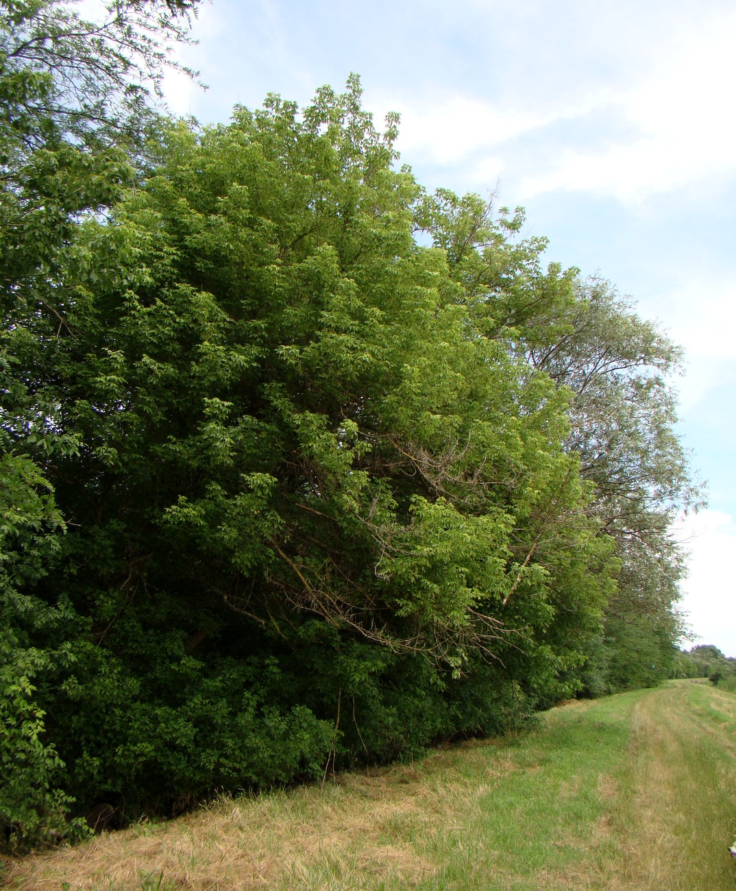 Image of Acer negundo specimen.