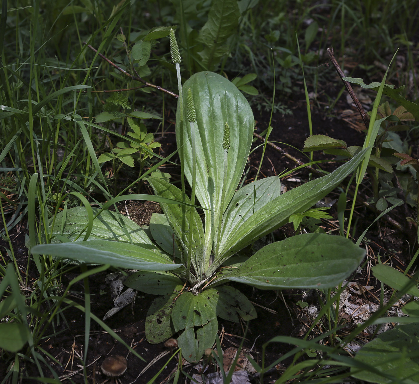 Image of Plantago media specimen.