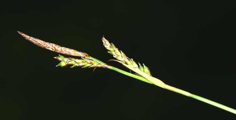 Image of Carex subebracteata specimen.