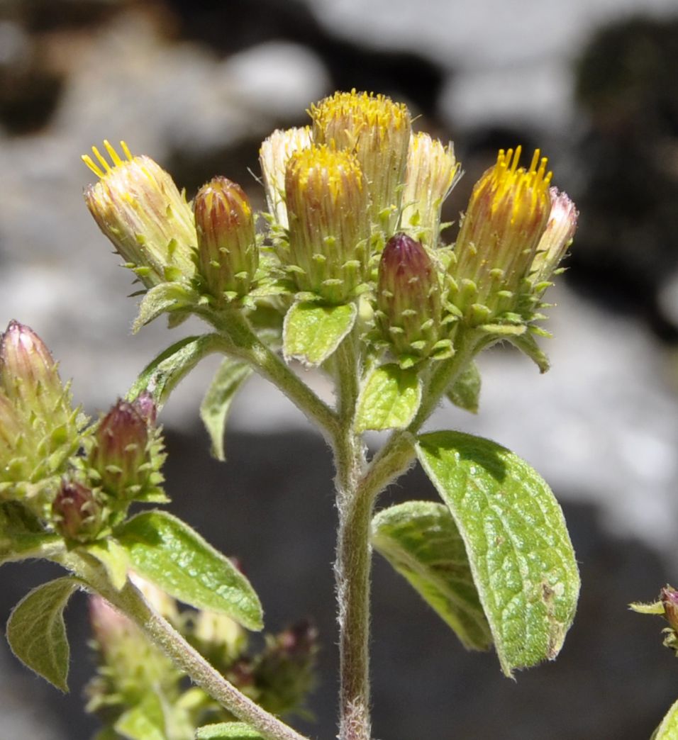 Image of Inula conyza specimen.