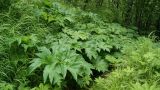 Heracleum lanatum