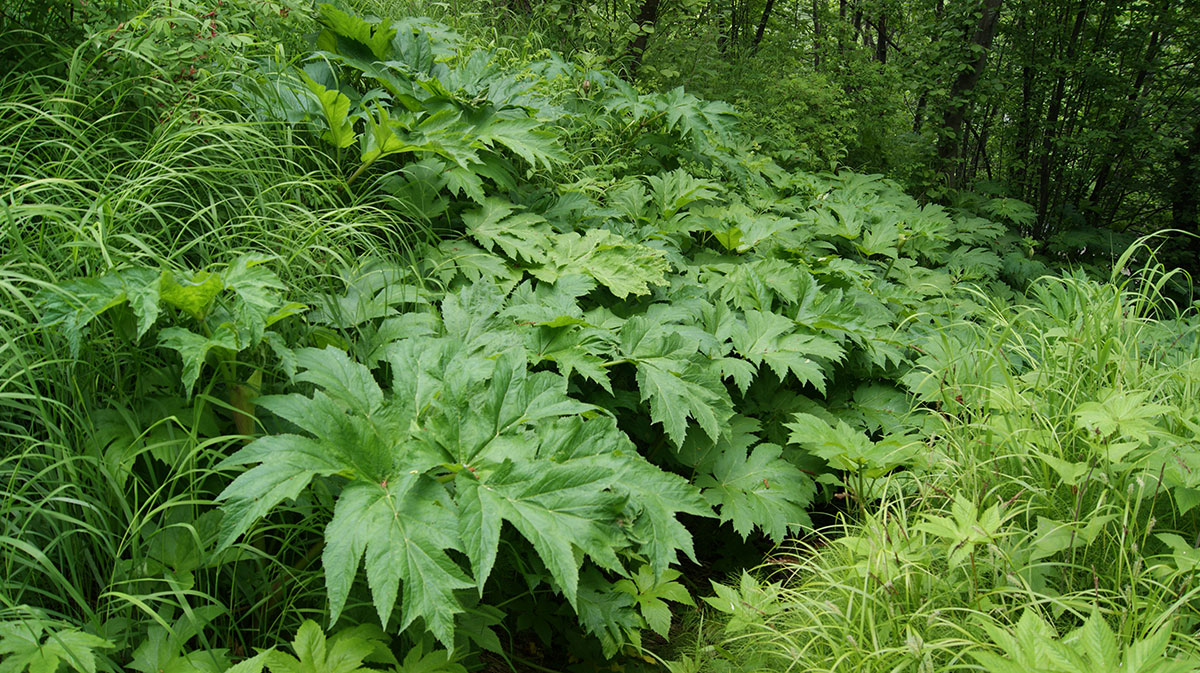 Изображение особи Heracleum lanatum.