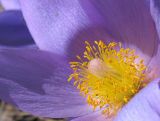 Pulsatilla patens