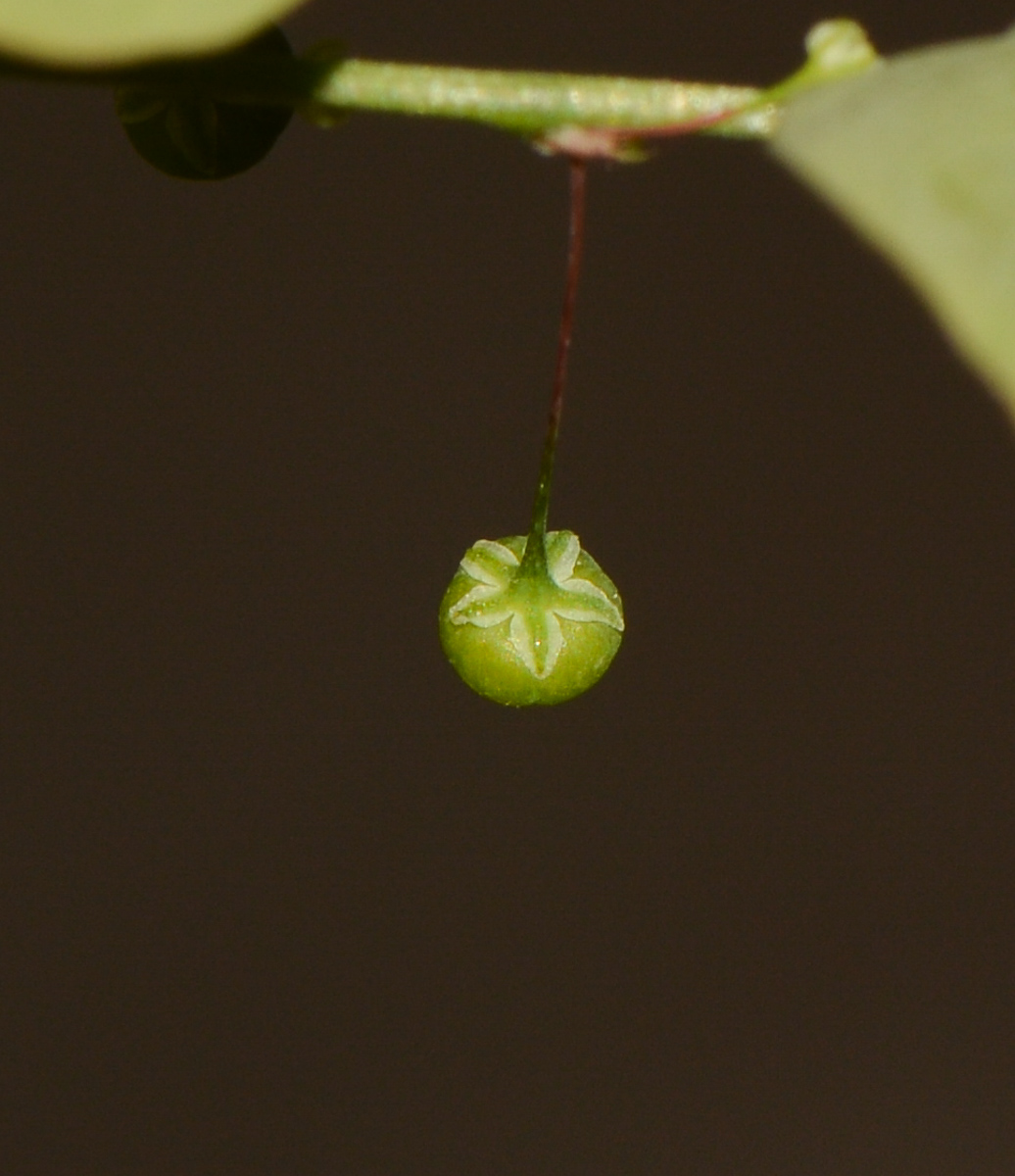 Изображение особи Phyllanthus rotundifolius.