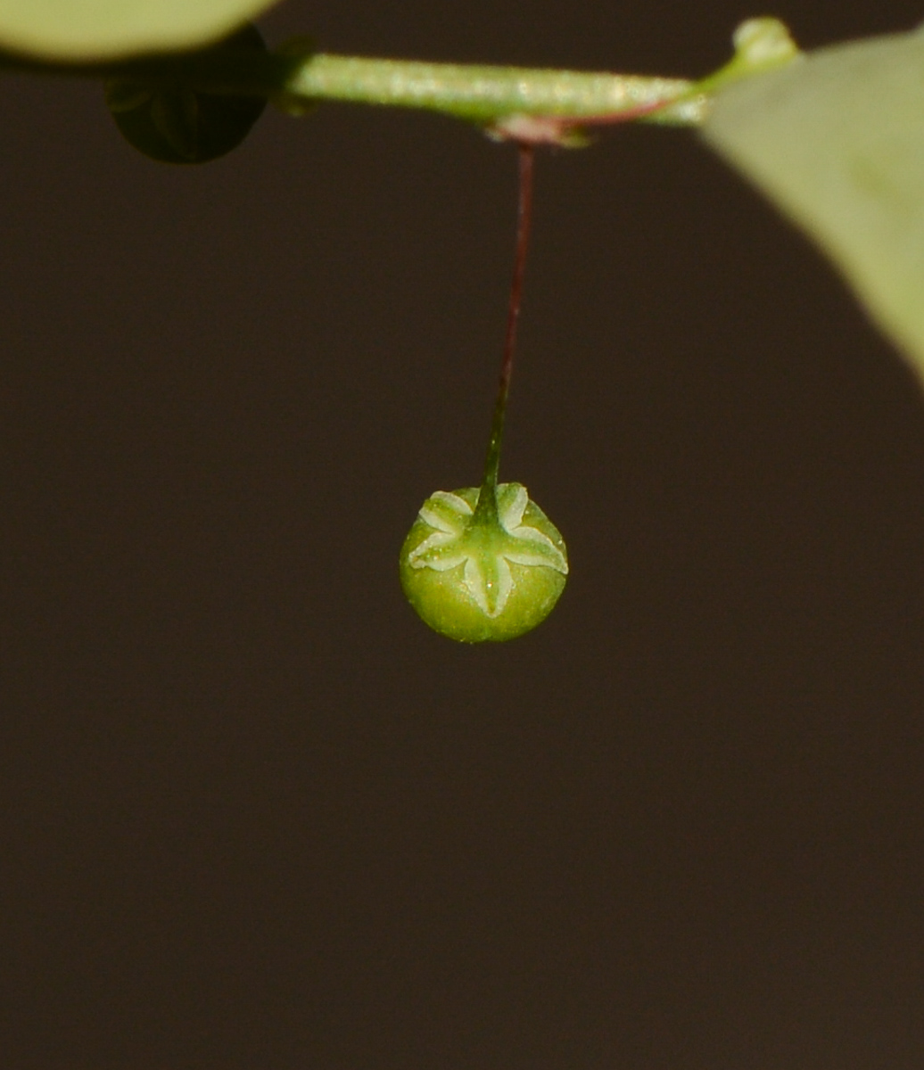 Image of Phyllanthus rotundifolius specimen.