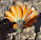 Gazania krebsiana