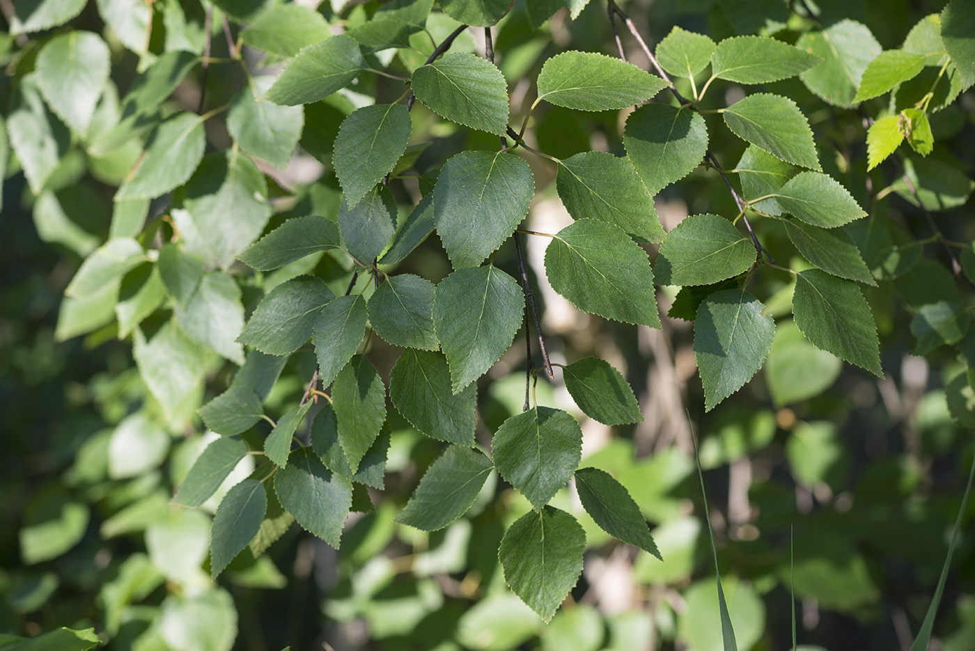 Изображение особи Betula &times; aurata.