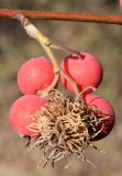 Cotoneaster soongoricus. Соплодие с галлом. Узбекистан, Ташкентская обл., зап. отр. Чаткальского хр., левый склон р. Галвасай, окр. кишлака Учтерак. 25.09.2017.