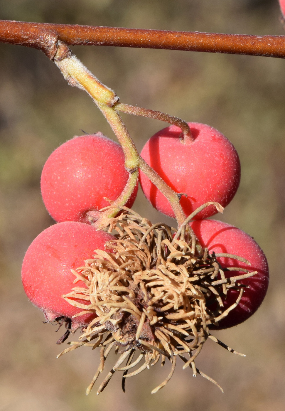 Image of Cotoneaster soongoricus specimen.