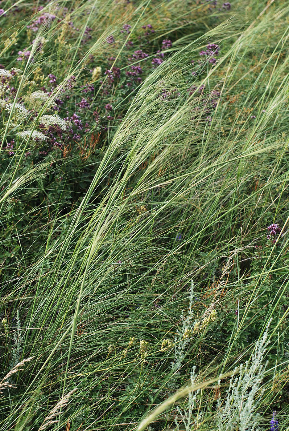 Изображение особи Stipa capillata.