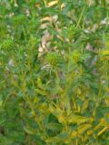 Grindelia squarrosa