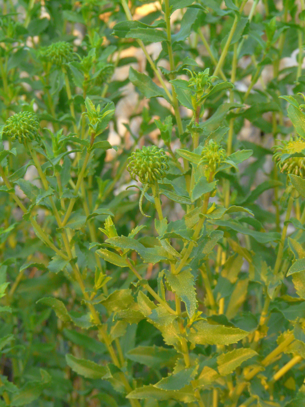 Image of Grindelia squarrosa specimen.