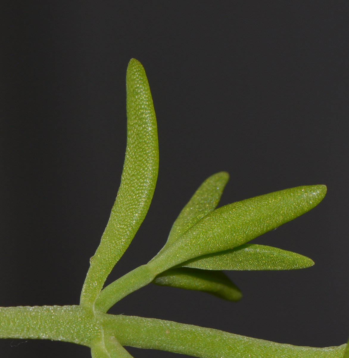 Изображение особи род Aptenia.