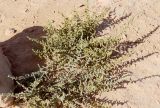 Salsola tetrandra. Отцветающее растение. Египет, окр. г. Эль-Дабаа, поле на водораздельном плато. 09.10.2017.