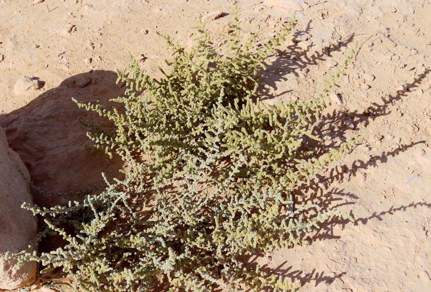 Изображение особи Salsola tetrandra.