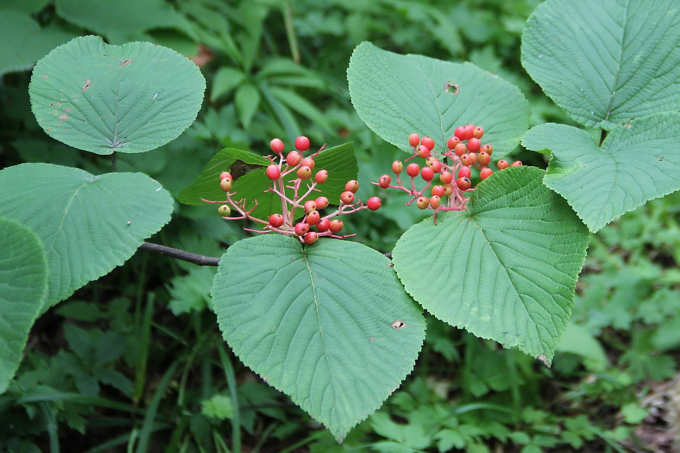 Image of Viburnum wrightii specimen.