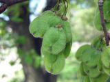 Ulmus laevis. Соплодие. Украина, Киев, Южная Борщаговка, ул. Симиренко. 2 мая 2010 г.
