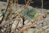 Melilotoides cretacea. Веточки с остатками листьев. Краснодарский край, Северский р-н, гора Собер-Баш, ≈ 700 м н.у.м., задернованное скальное обнажение. 16.12.2017.