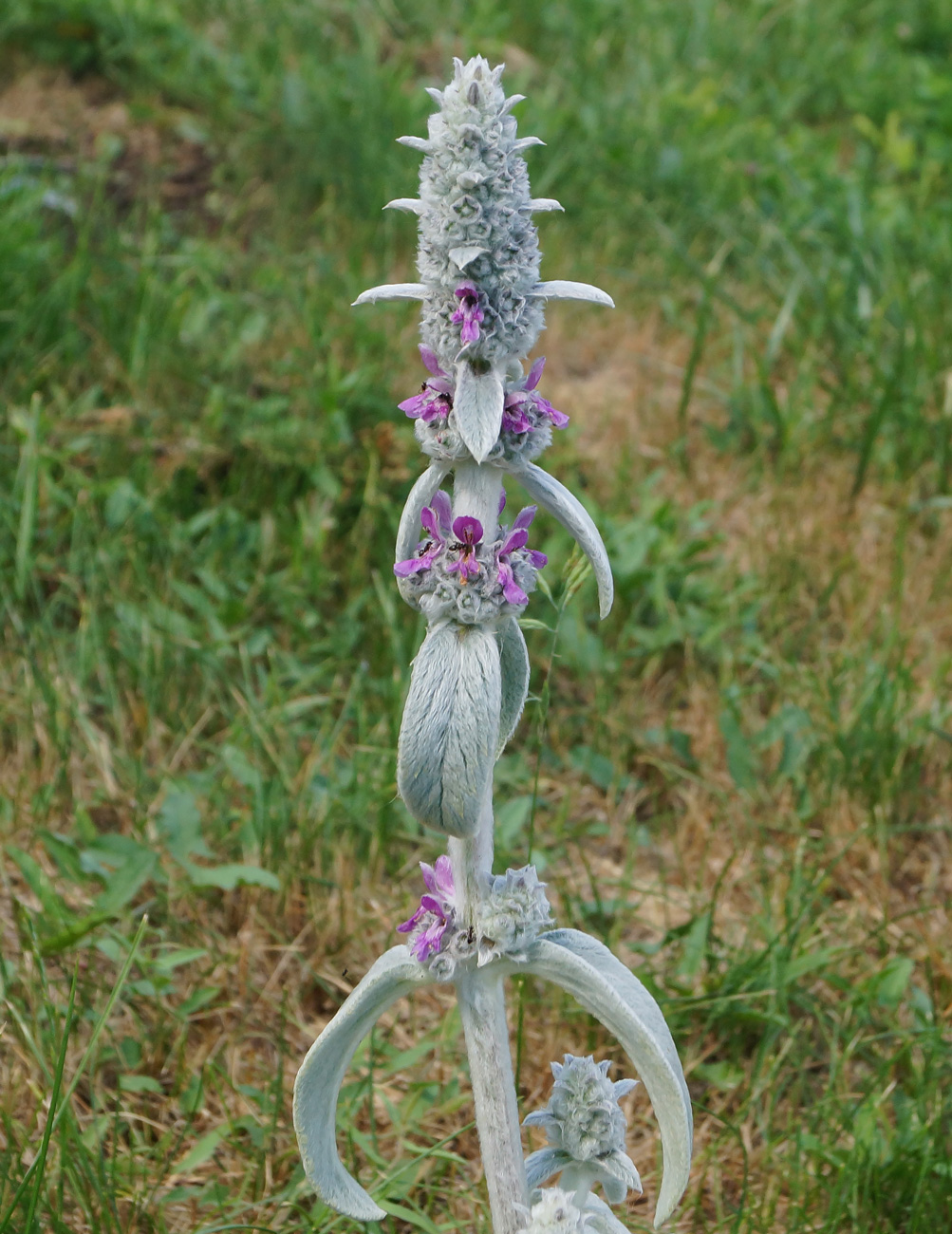 Изображение особи Stachys byzantina.