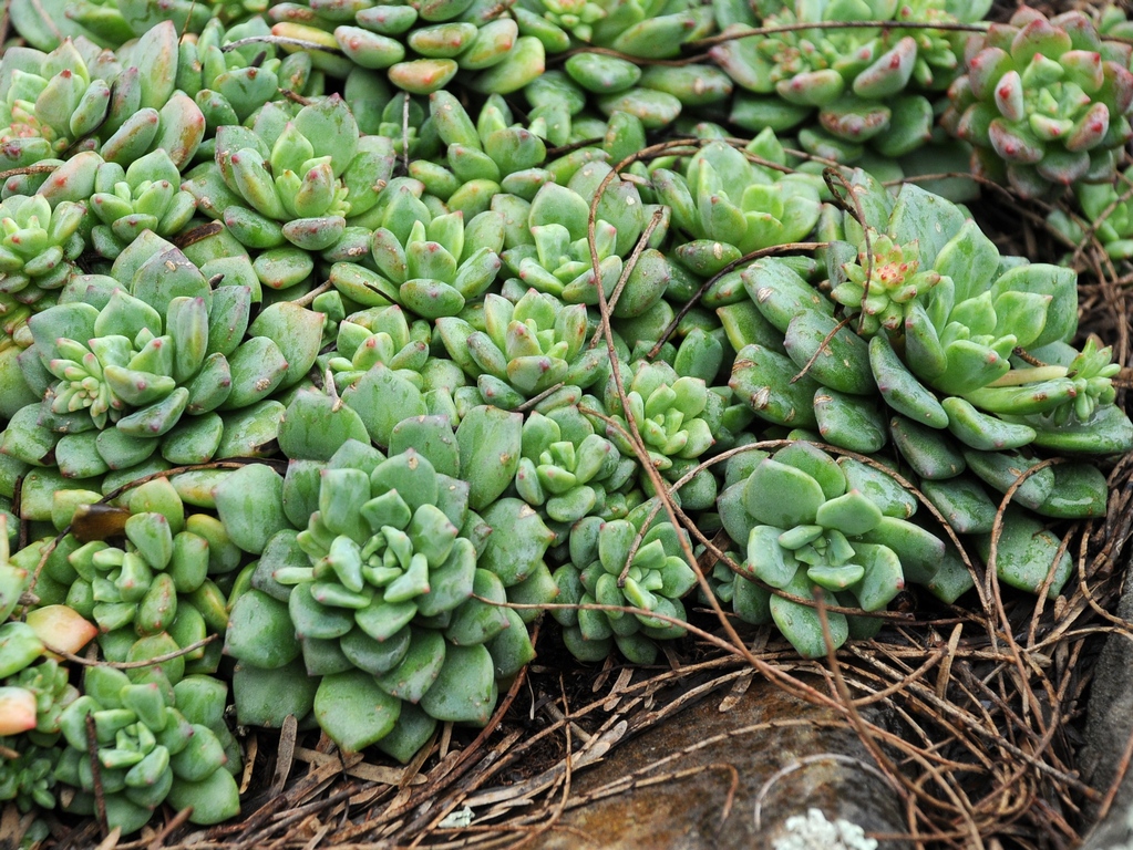 Image of Echeveria amoena specimen.