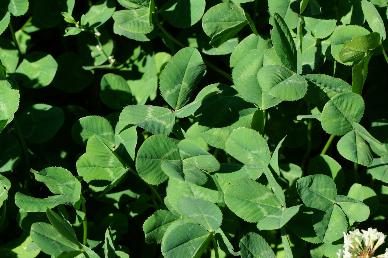 Image of Trifolium repens specimen.