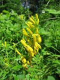 Genista tinctoria. Соцветие. Средний Урал, Пермский край, Кунгурский р-н, окр. с. Филипповка, правый берег р. Сылва, подножие камня Ермак, прогалина с высоким травостоем. 16.07.2017.