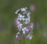 Image of taxon representative. Author is Александр Лебедев