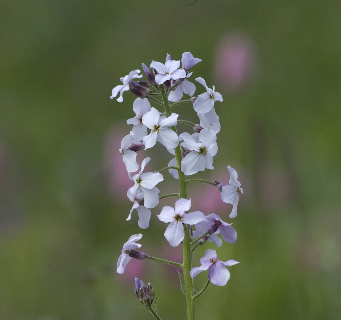 Image of Hesperis matronalis specimen.