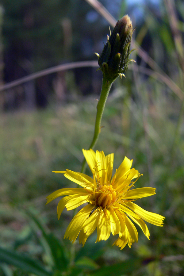 Изображение особи Hieracium umbellatum.