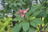 Plumeria rubra