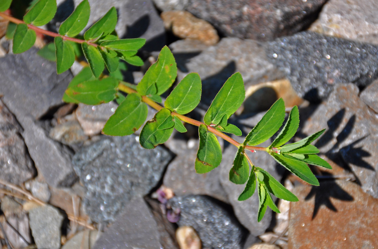 Изображение особи Euphorbia nutans.