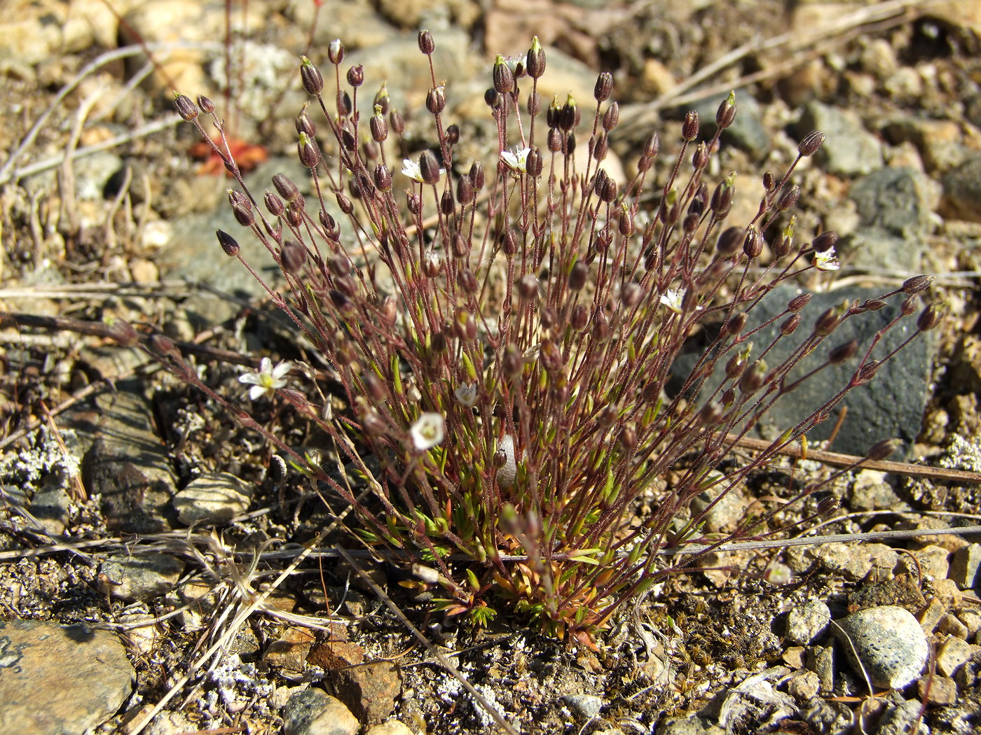 Image of Minuartia rubella specimen.