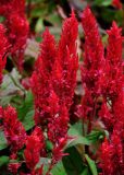 Celosia argentea. Соцветия. Малайзия, Куала-Лумпур, в культуре. 13.05.2017.