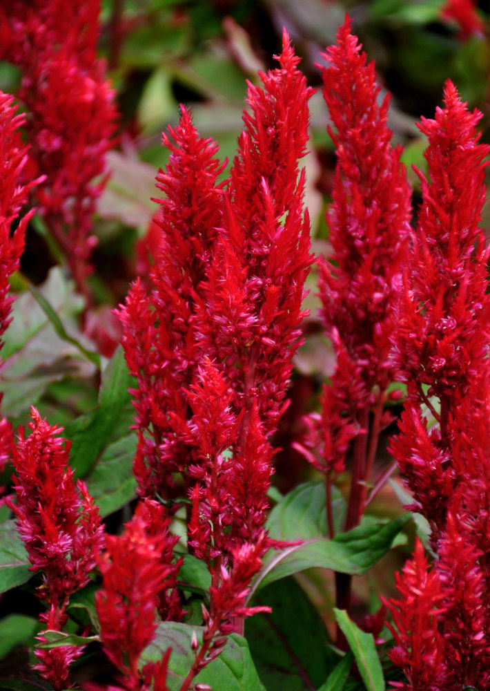 Изображение особи Celosia argentea.