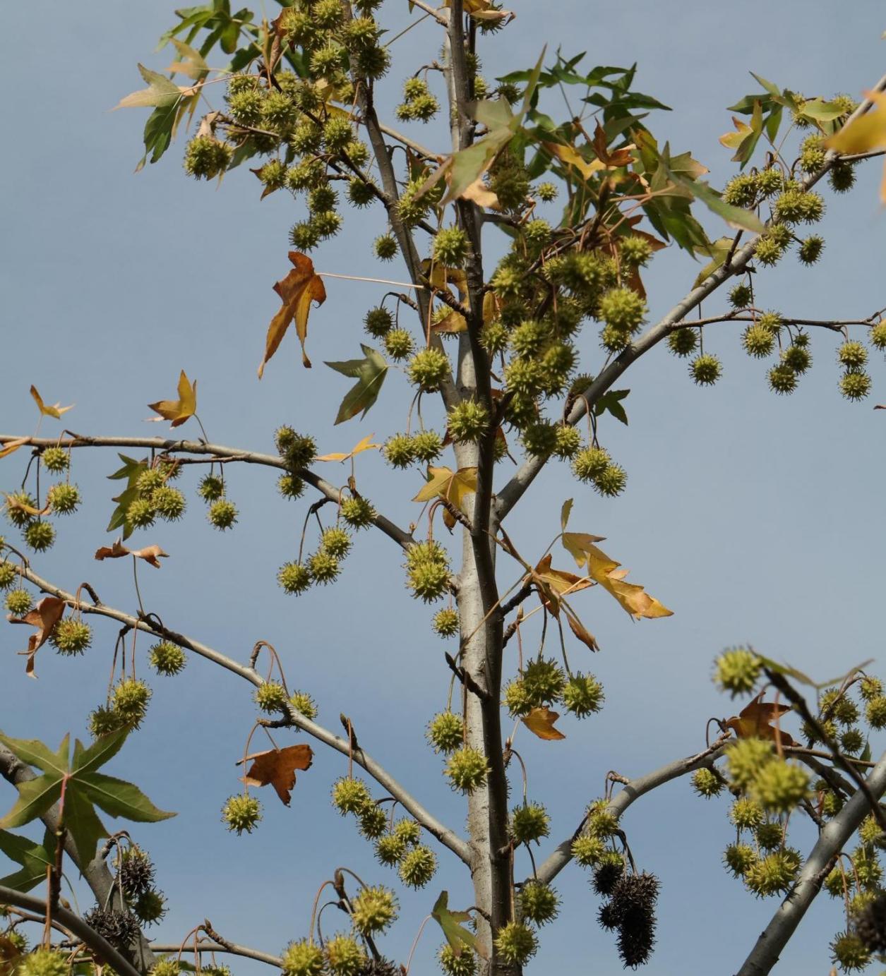 Image of Liquidambar styraciflua specimen.