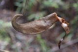 род Nepenthes. Верхушка сухого листа с ловчим кувшинчиком. Малайзия, о-в Борнео, штат Сабах, склон горы Трас-Мади, тропический дождевой лес. 24 февраля 2013 г.