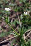 Cerastium nemorale