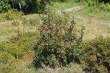 Crataegus chlorocarpa