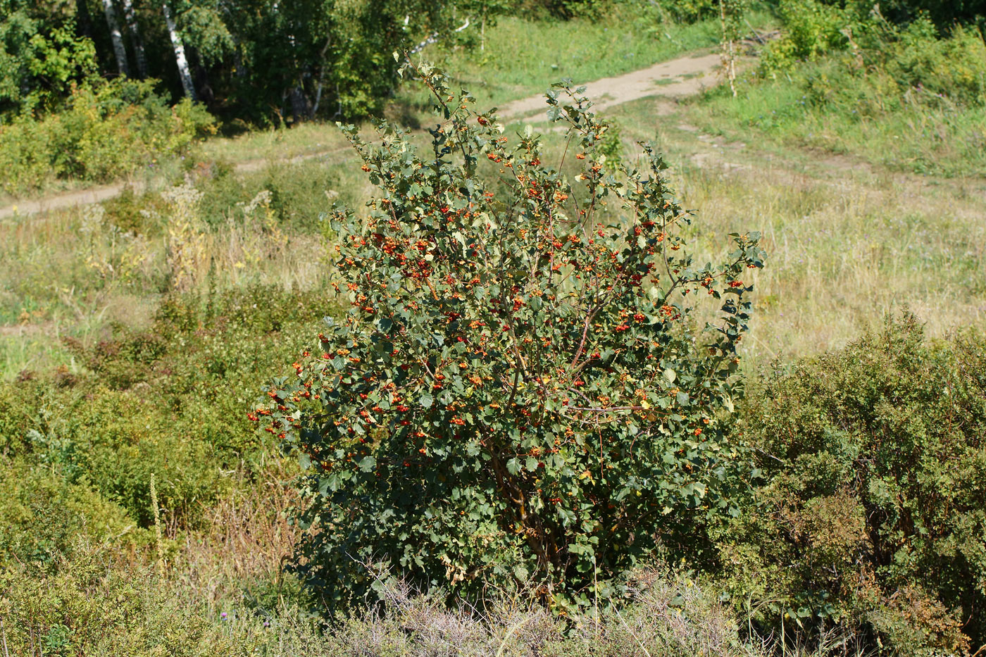 Изображение особи Crataegus chlorocarpa.