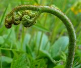 Pteridium pinetorum subspecies sibiricum. Разворачивающаяся вайя. Чувашия, окр. г. Шумерля, тропа на Красную речку за Низким полем. 8 мая 2008 г.