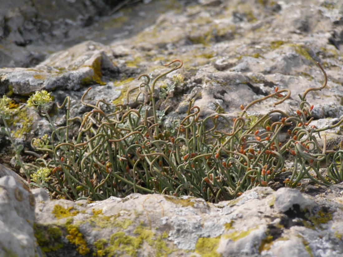 Image of Ephedra distachya specimen.