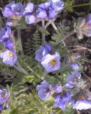 Polemonium boreale