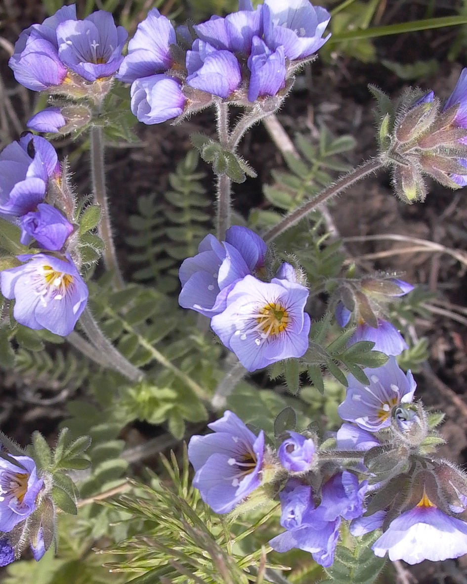 Image of Polemonium boreale specimen.