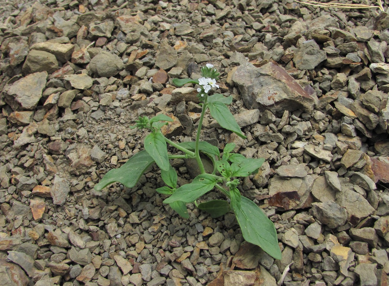 Изображение особи Heliotropium styligerum.