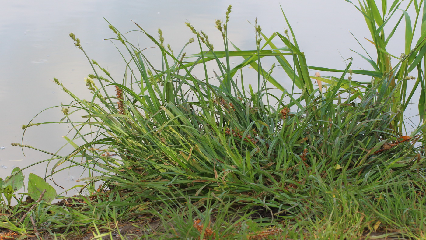 Image of genus Carex specimen.