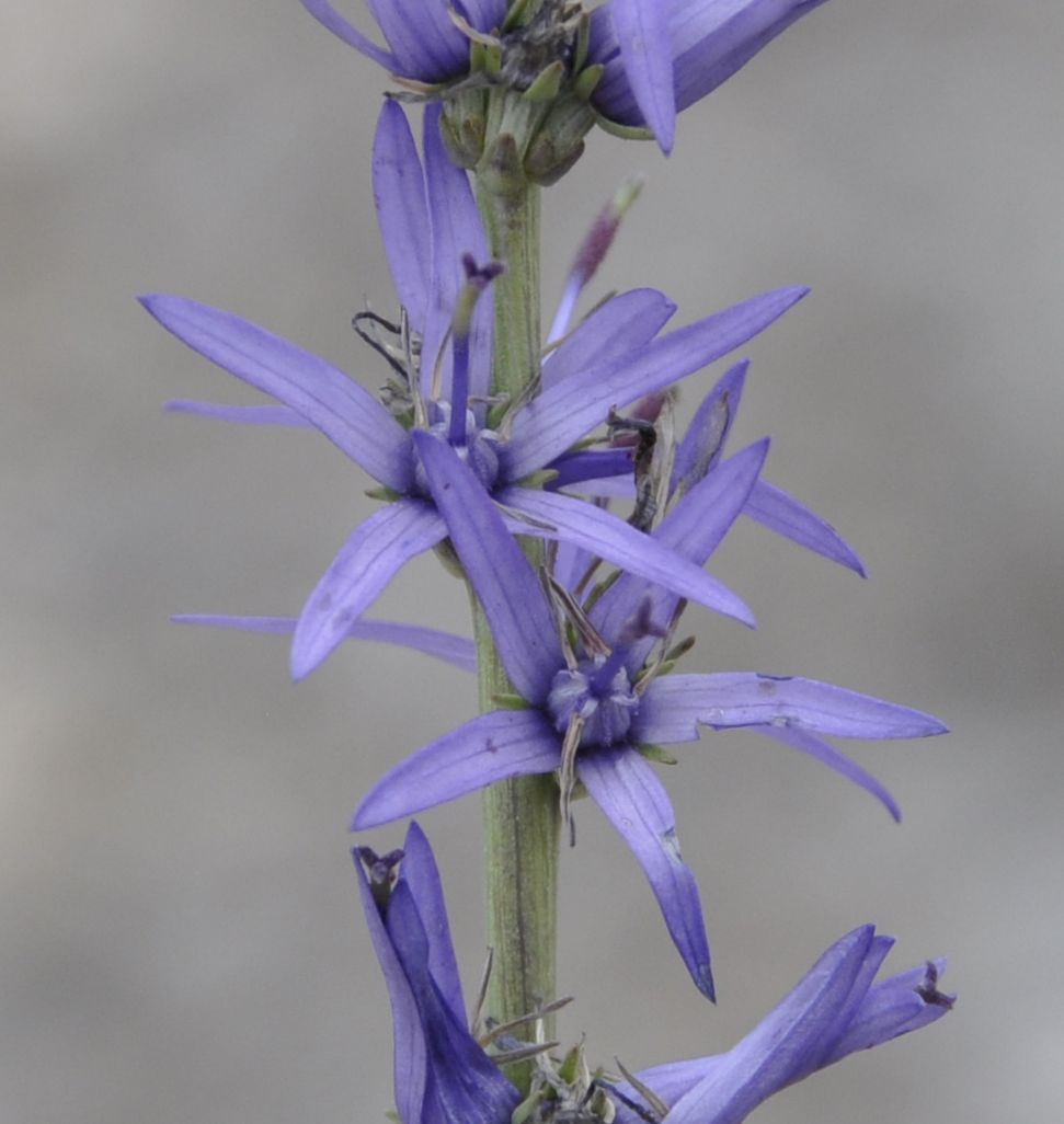 Image of Asyneuma limonifolium specimen.