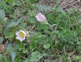 Pulsatilla violacea. Цветущее растение. Грузия, окраина с. Степанцминда, луг. 21.05.2018.