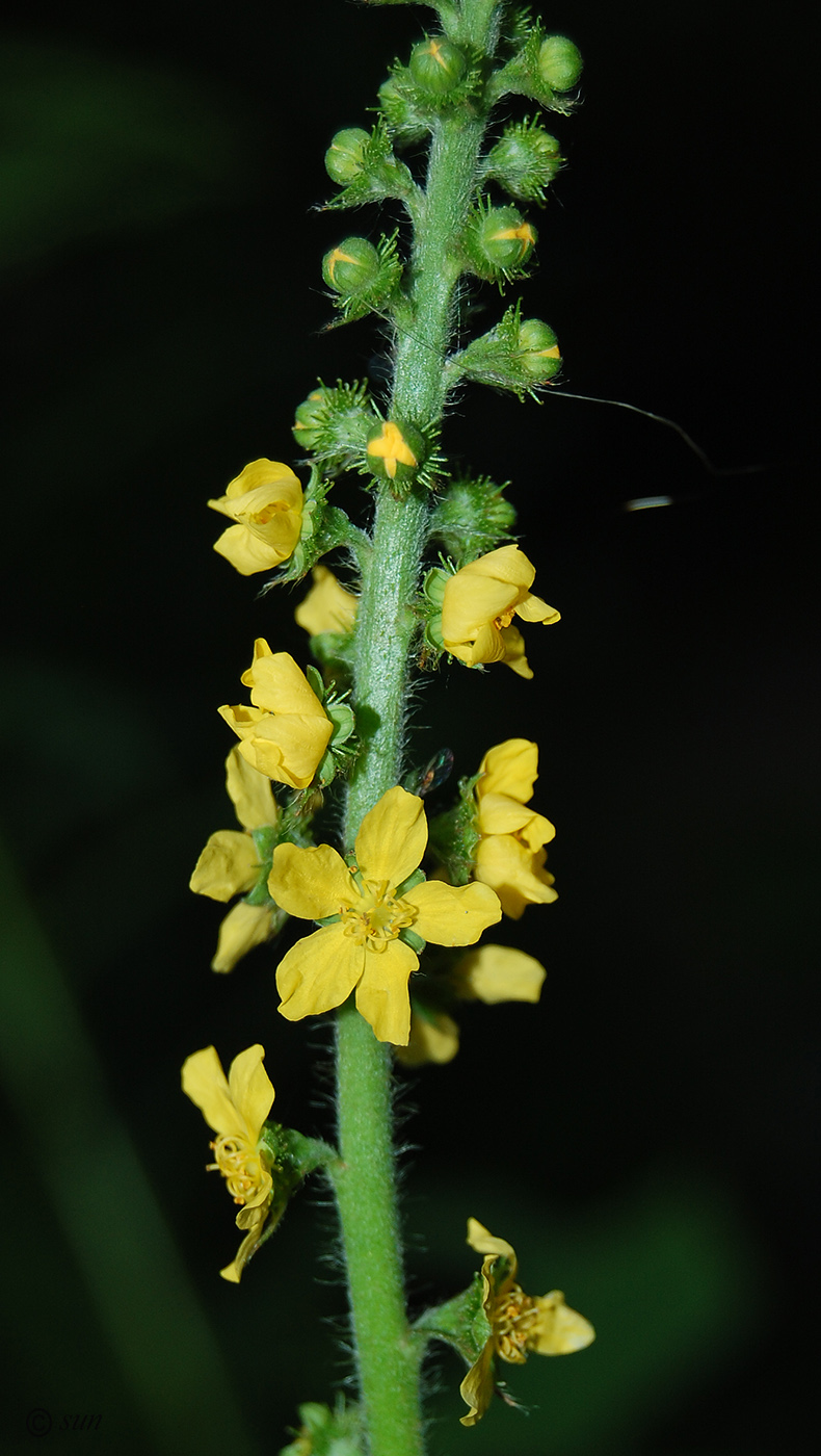 Image of Agrimonia eupatoria specimen.