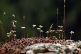 Sedum alberti