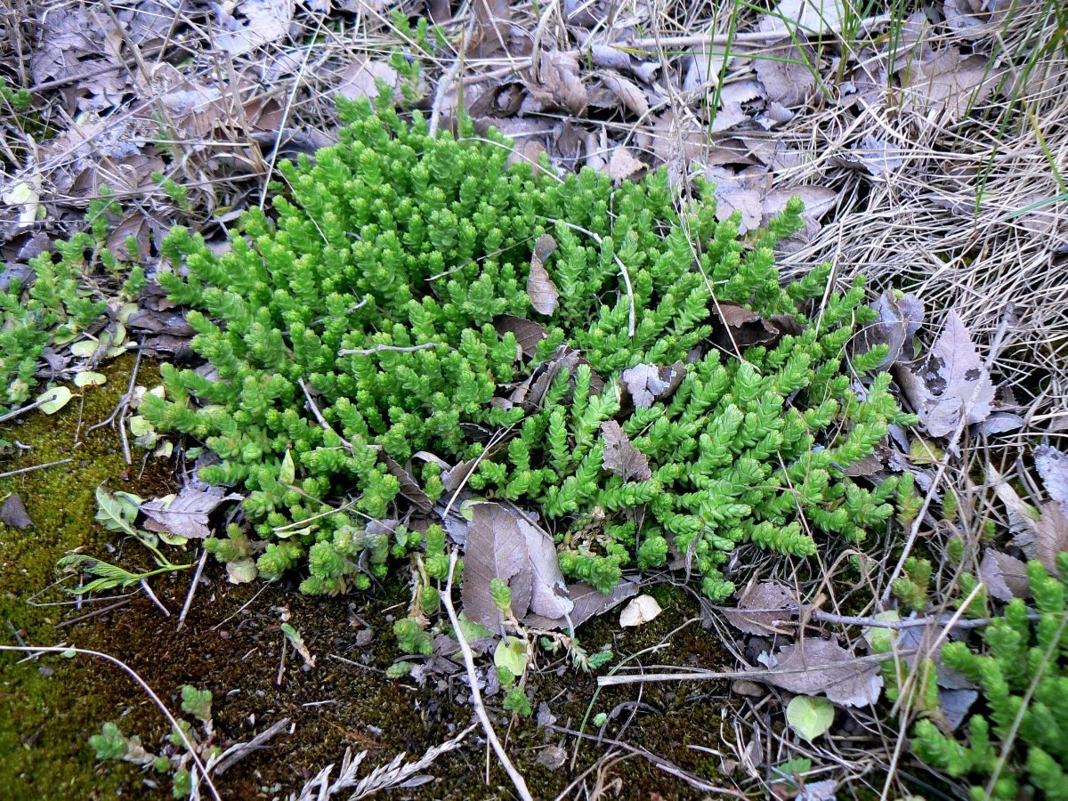 Image of Sedum acre specimen.